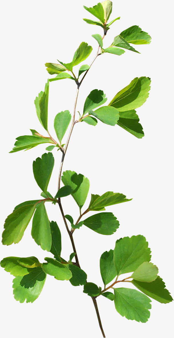 树叶树枝免抠