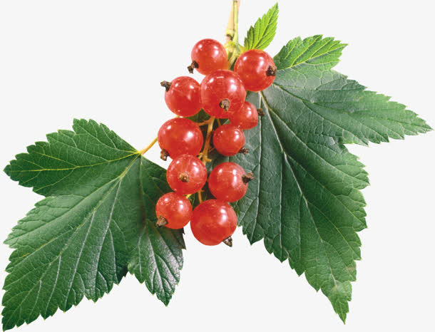 绿叶山楂图片免抠