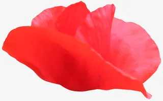 动态的花瓣免抠