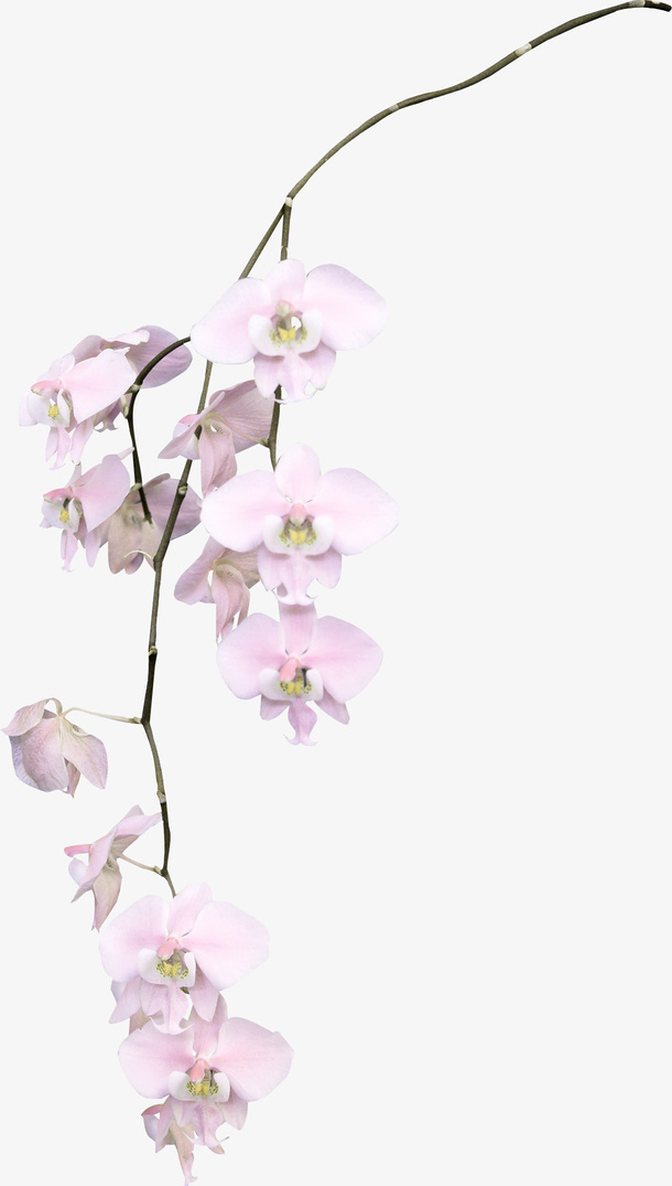 粉色花枝免抠