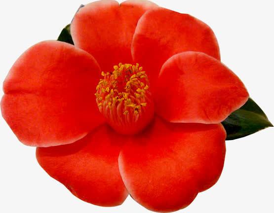 红色茶花免抠