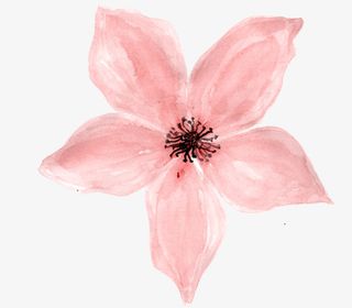 粉色盛开花朵免抠