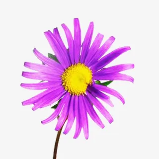 墨菊黄花蕊图片素材免抠