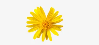 黄色小菊花小黄花免抠