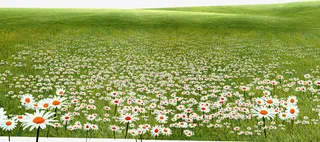 绿色花草地免抠