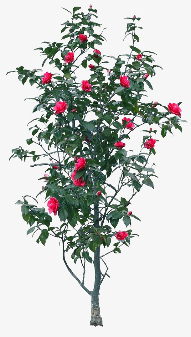 山茶ps素材免抠