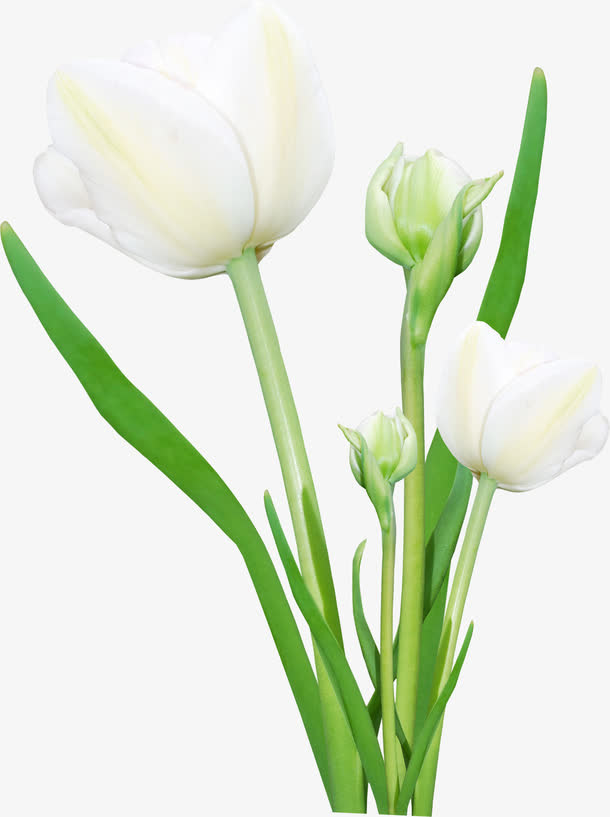 植物卡通小清新绿色百合花免抠