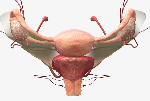 女性人体生殖器官免抠