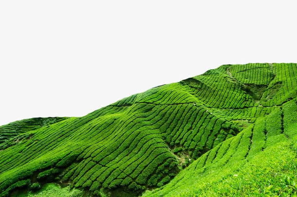 碧绿的茶田免抠