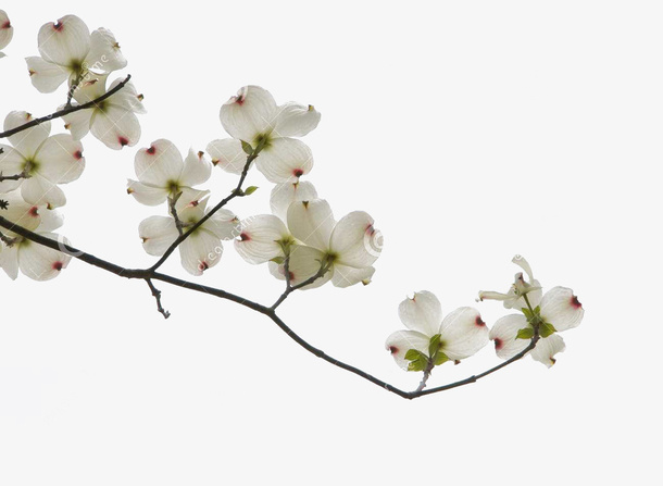 典雅的白色茱萸花免抠