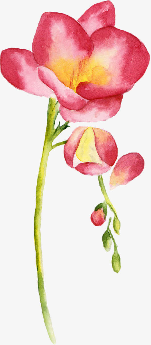 花卉水彩免抠
