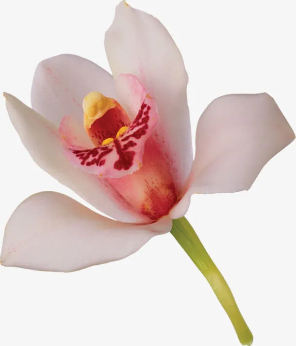 白色玉兰花七夕情人节免抠