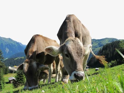 低头吃草的小牛免抠