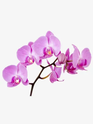 绽放的粉色蝴蝶兰免抠