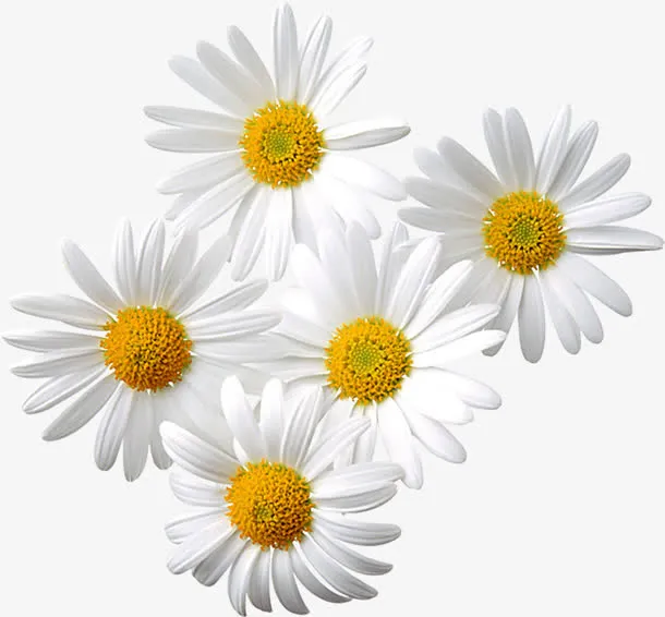 黄蕊白色花瓣海报免抠