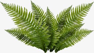 卡通绿叶装饰手绘文艺小清新免抠