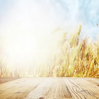 简约金色稻田小麦主图背景素材高清