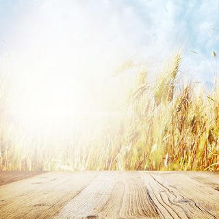 简约金色稻田小麦主图背景素材高清