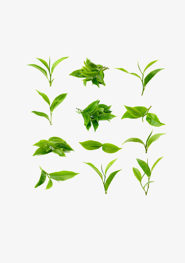 茶叶免抠图免抠