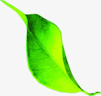 曲线形绿叶水彩春天免抠