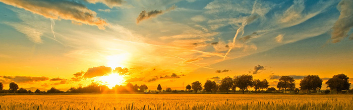 漂亮的麦田日出高清