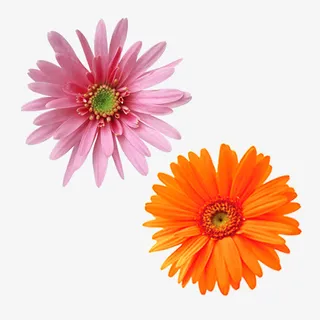 美丽的洋甘菊免抠