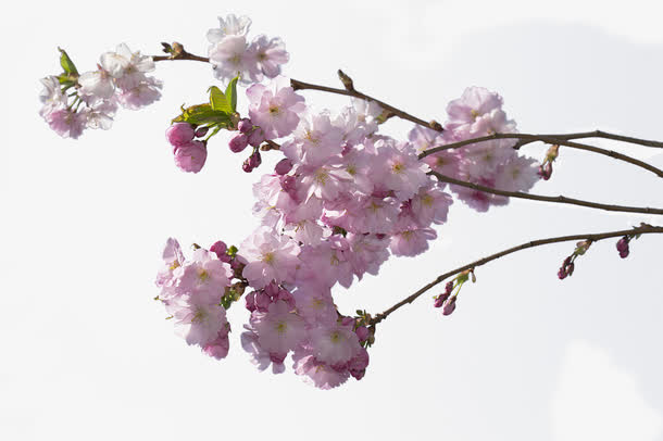 一束樱桃花免抠