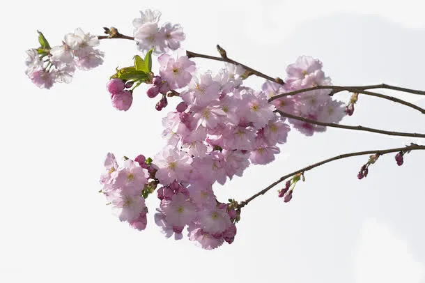 一束樱桃花免抠