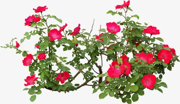 节日绿叶红花设计效果卡通免抠