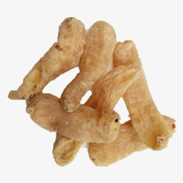 土地中药本土天麻免抠