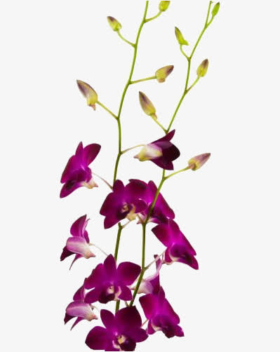 两支石斛花免抠