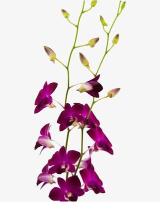 两支石斛花免抠