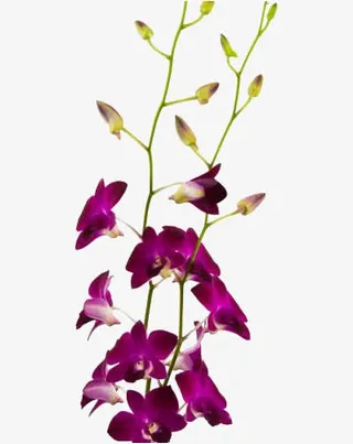 两支石斛花免抠