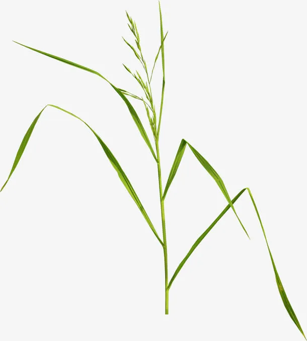 绿草素材图片免抠