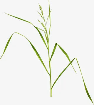 绿草素材图片免抠