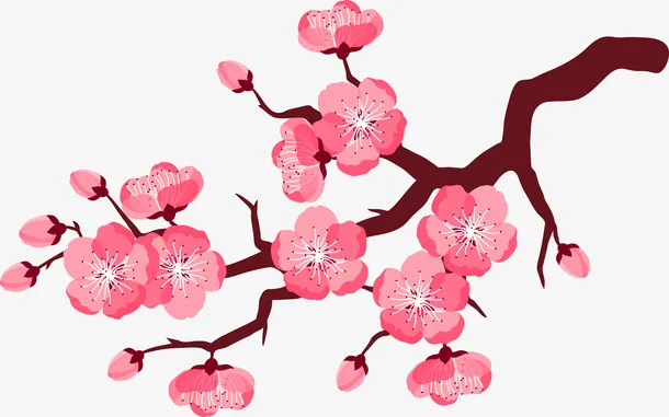粉色的梅花免抠