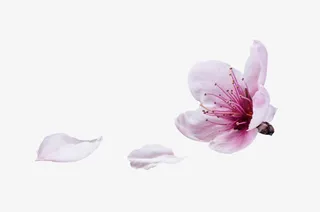 花瓣桃花花瓣免抠