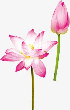 粉色莲花美景花苞待放免抠