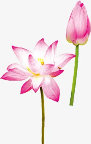 粉色莲花美景花苞待放免抠