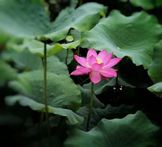 夏天的荷花一高清