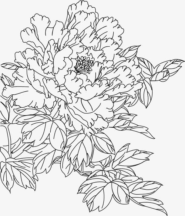 线描背景牡丹花免抠