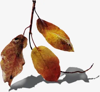 枯萎的叶子免抠