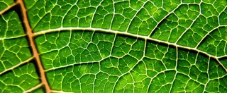 绿叶纹理背景高清