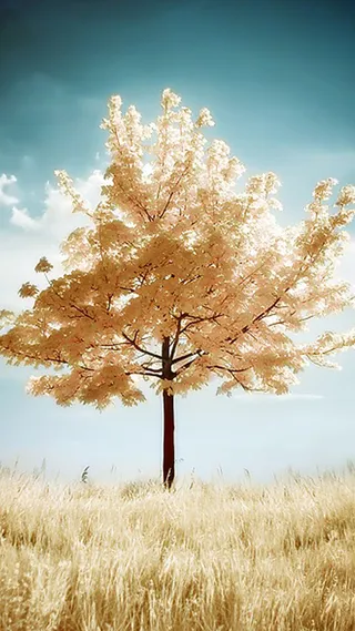 金色的树H5背景高清