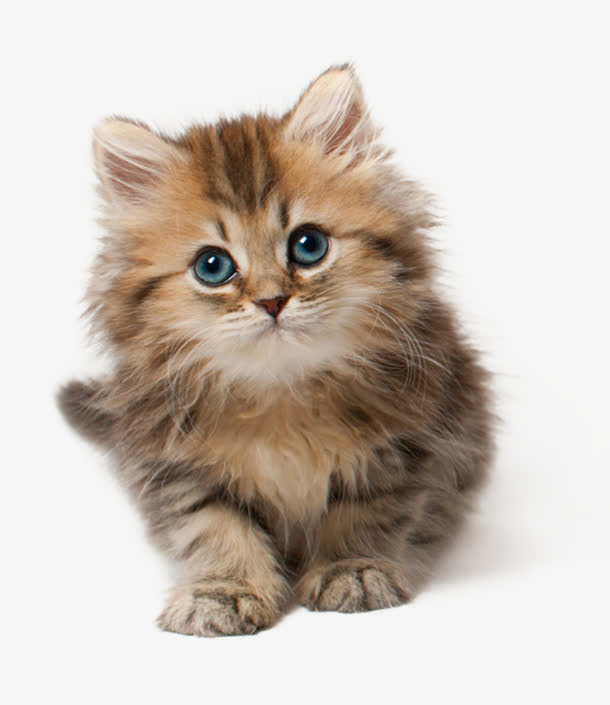 可爱的小猫免扣透明背景png素材