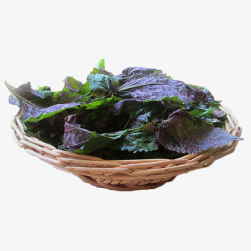 新鲜香料大叶紫苏叶苏子免抠