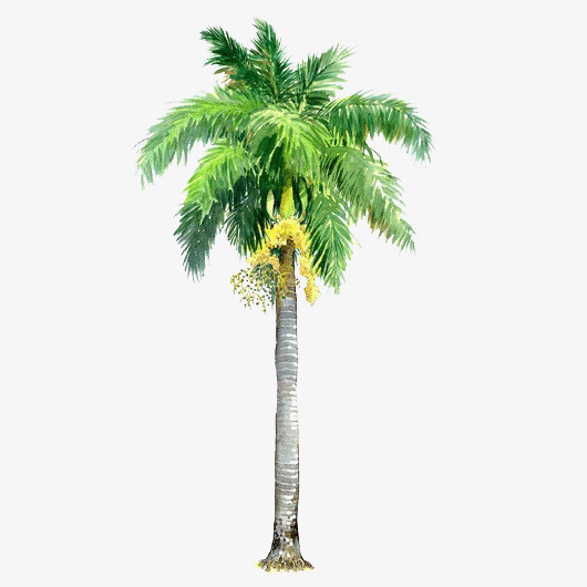 透明树木元素透明树木图片免抠