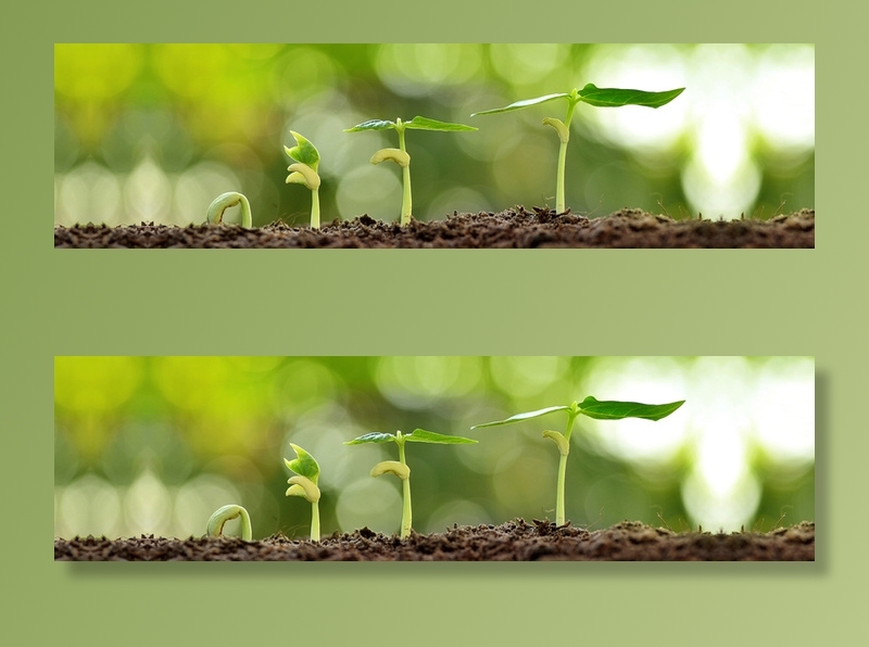 绿色植物背景高清