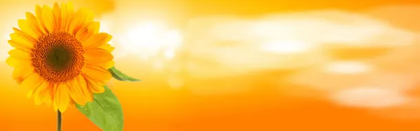 向日葵简约大气海报免抠
