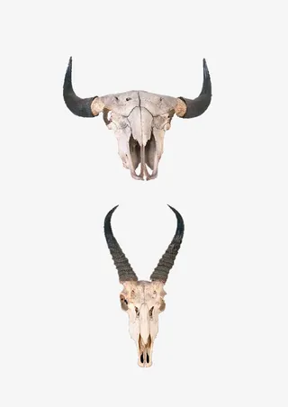 牛羊头骨免抠